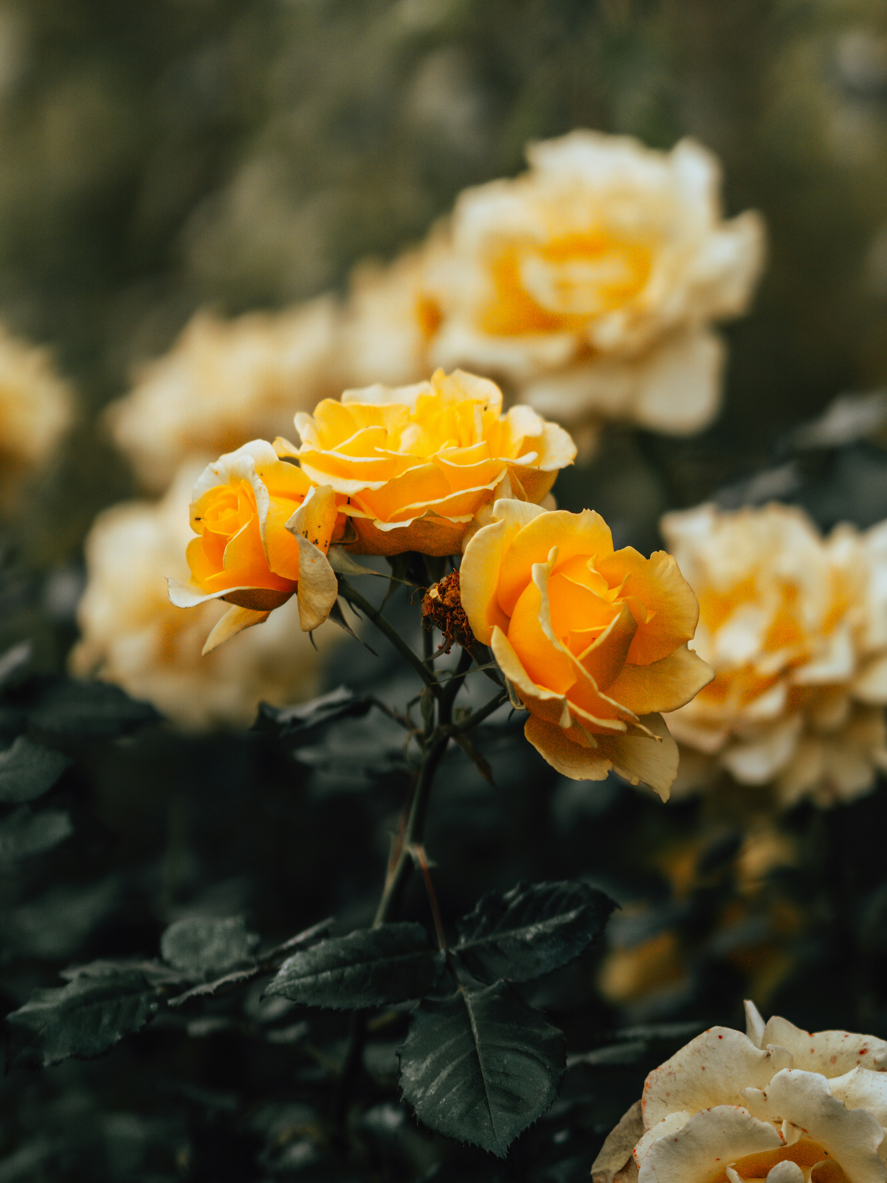 Photo by andrewturfnerd