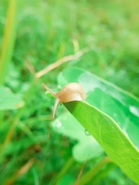 A small snail with a light brown shell is crawling on the edge of a vibrant green leaf. The background is blurred, consisting of various shades of green foliage, suggesting a natural setting.