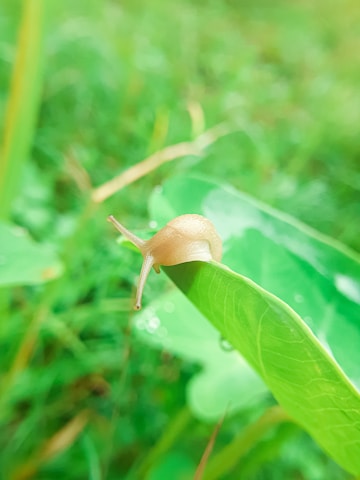 A small snail with a light brown shell is crawling on the edge of a vibrant green leaf. The background is blurred, consisting of various shades of green foliage, suggesting a natural setting.