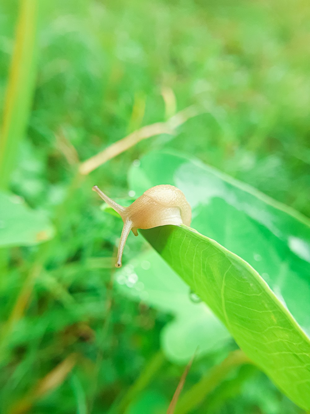 a snail crawling on a green leaf in the grass