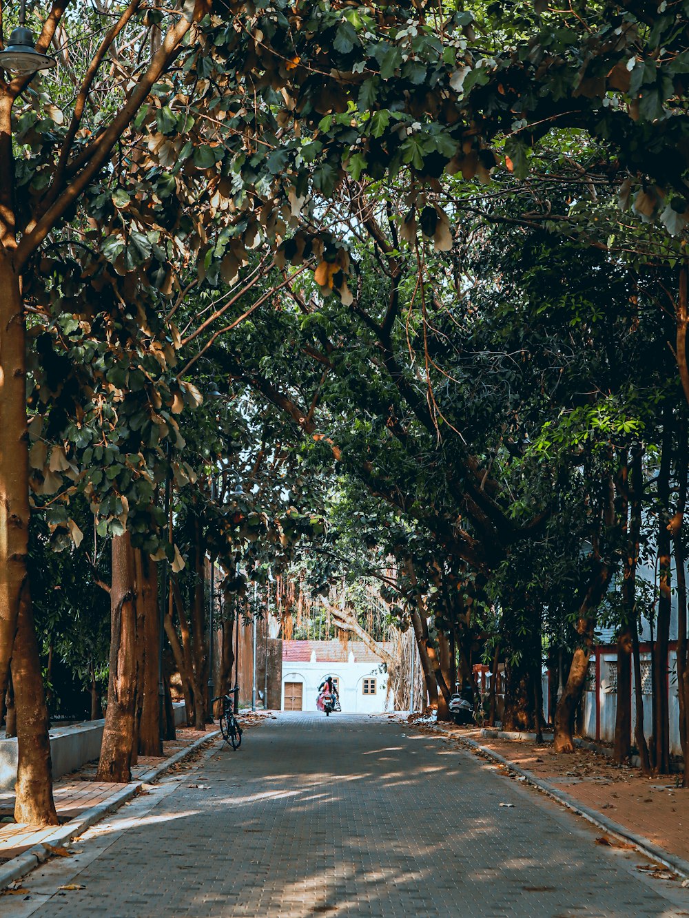 a person riding a motorcycle down a tree lined street