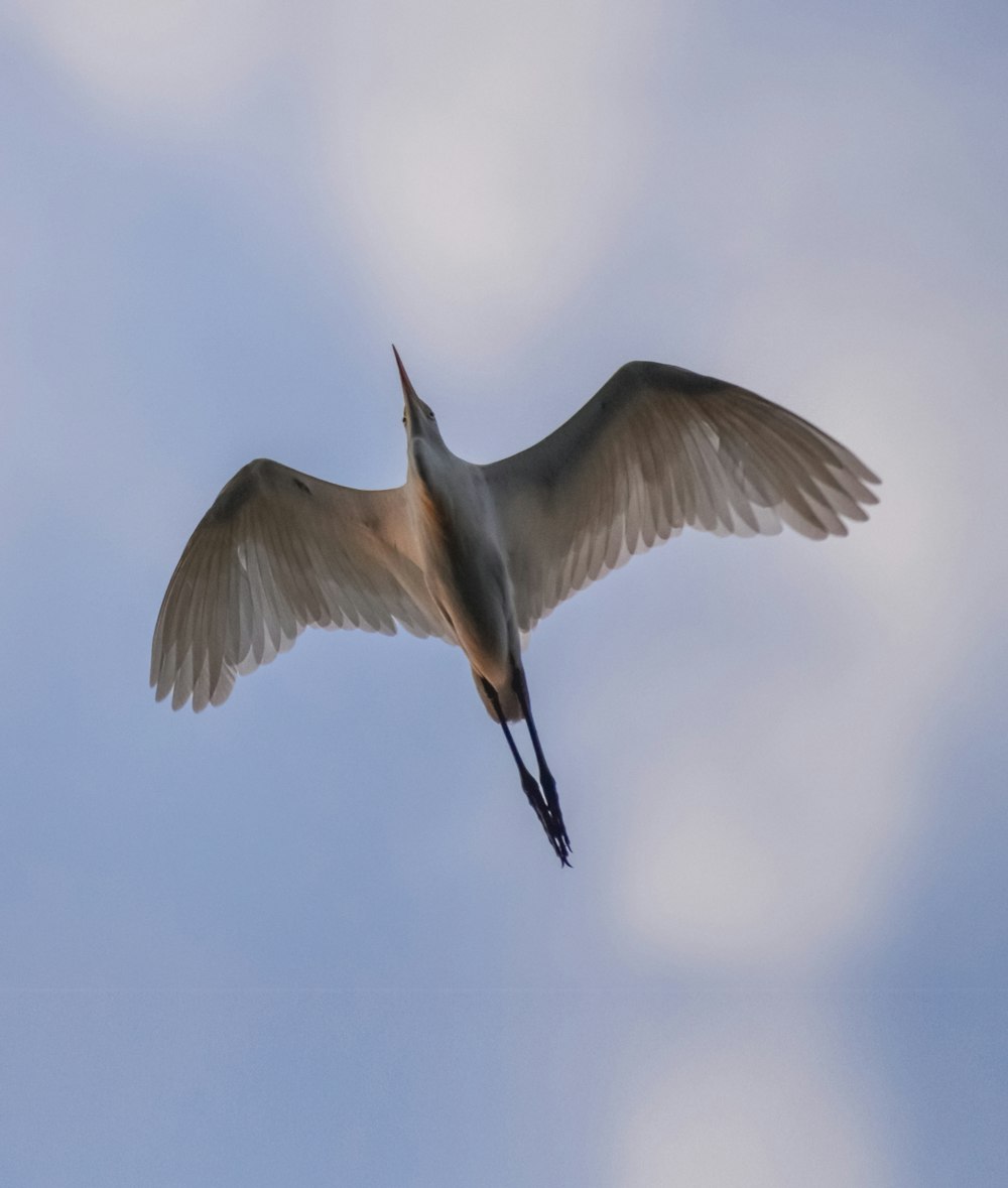 a large bird flying through a cloudy blue sky