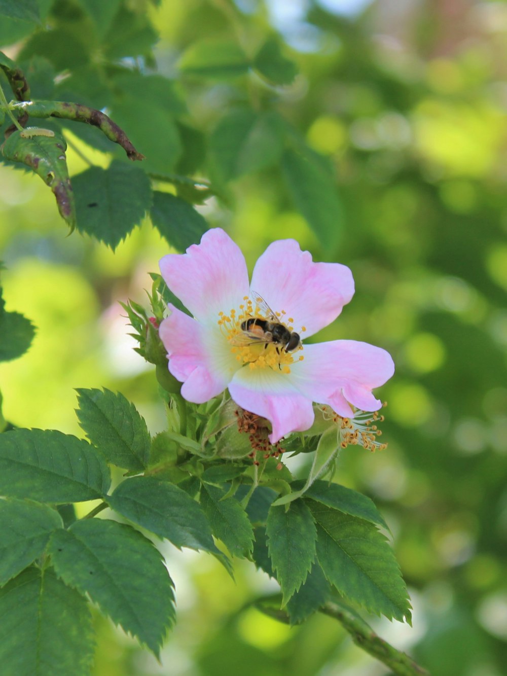 a pink flower with a bee on it