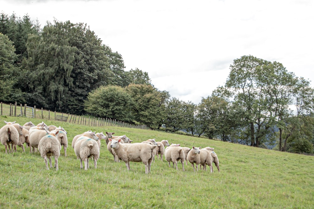 a herd of sheep standing on top of a lush green field