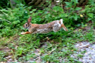 A dynamic illustration of a nimble bunny in motion, symbolizing agility and speed.
