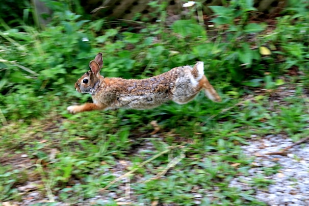 A dynamic illustration of a nimble bunny in motion, symbolizing agility and speed.
