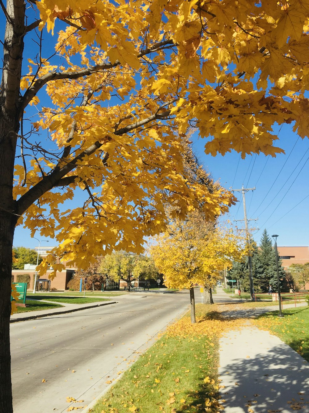 a tree with yellow leaves on the side of a road