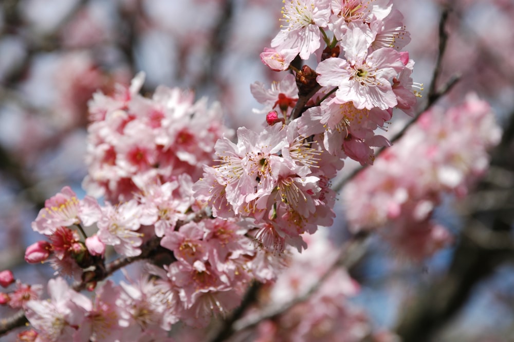 a close up of a tree with pink flowers