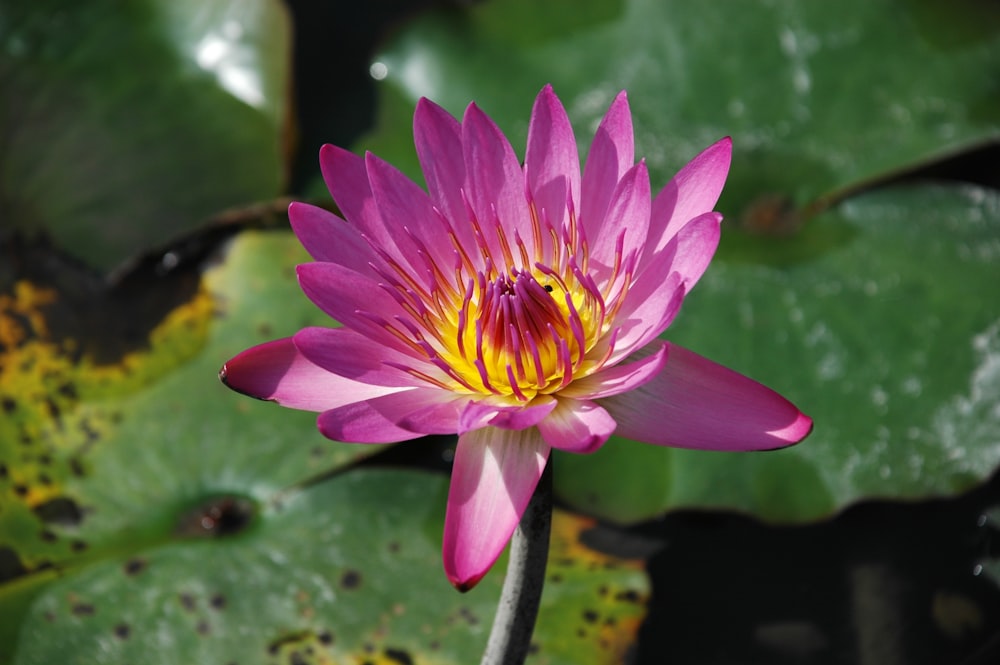 a pink flower with a yellow center surrounded by green leaves