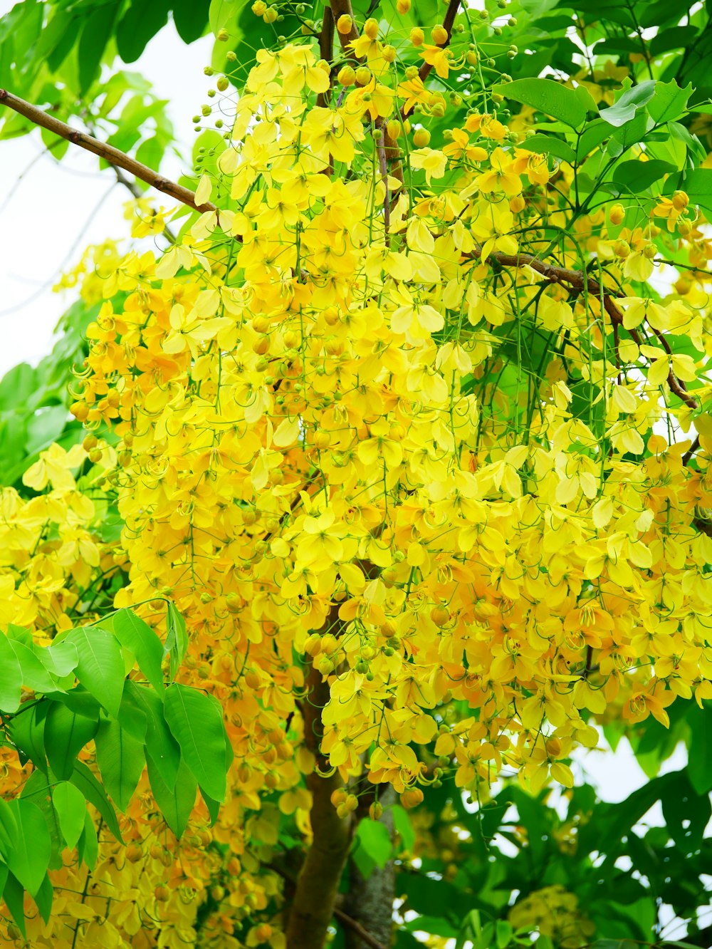 a tree filled with lots of yellow flowers