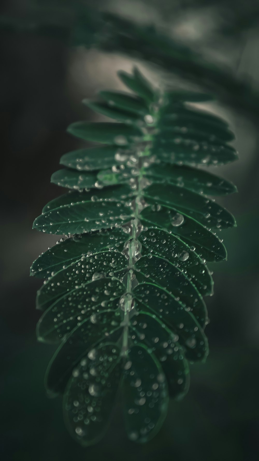 a green leaf with water droplets on it