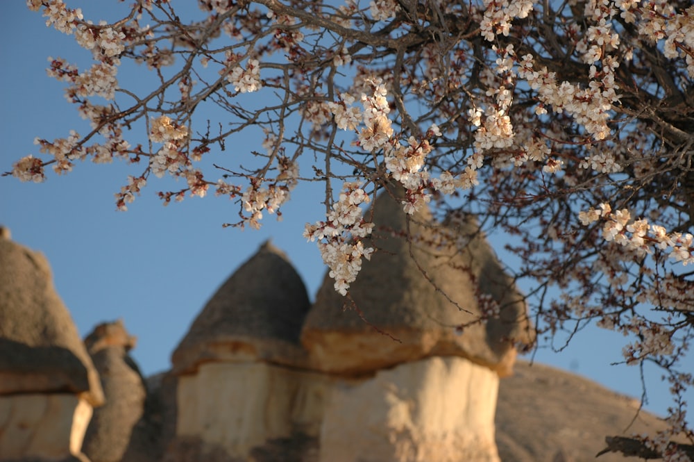 a tree with white flowers in front of a building