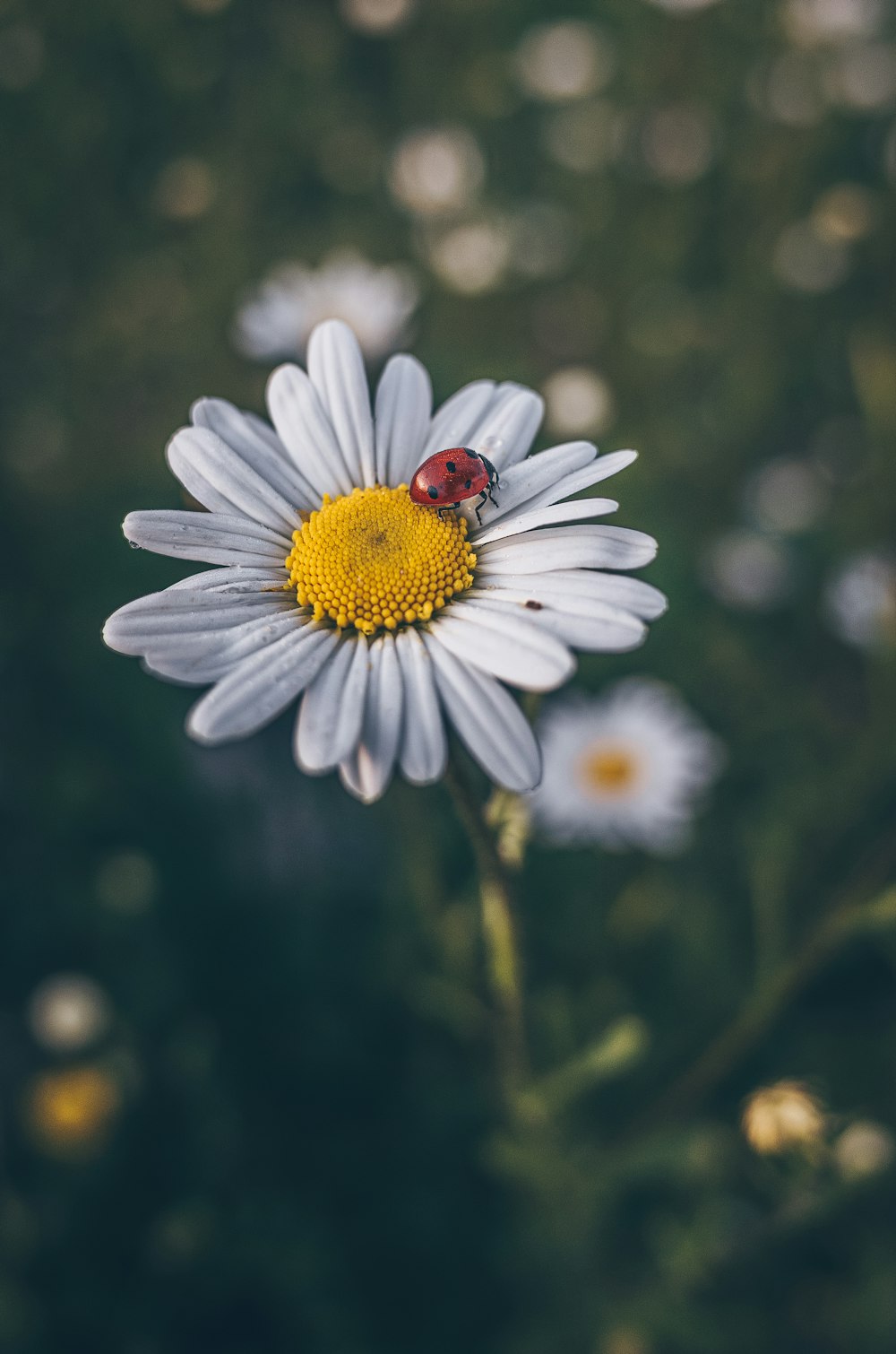 una coccinella seduta sopra un fiore bianco