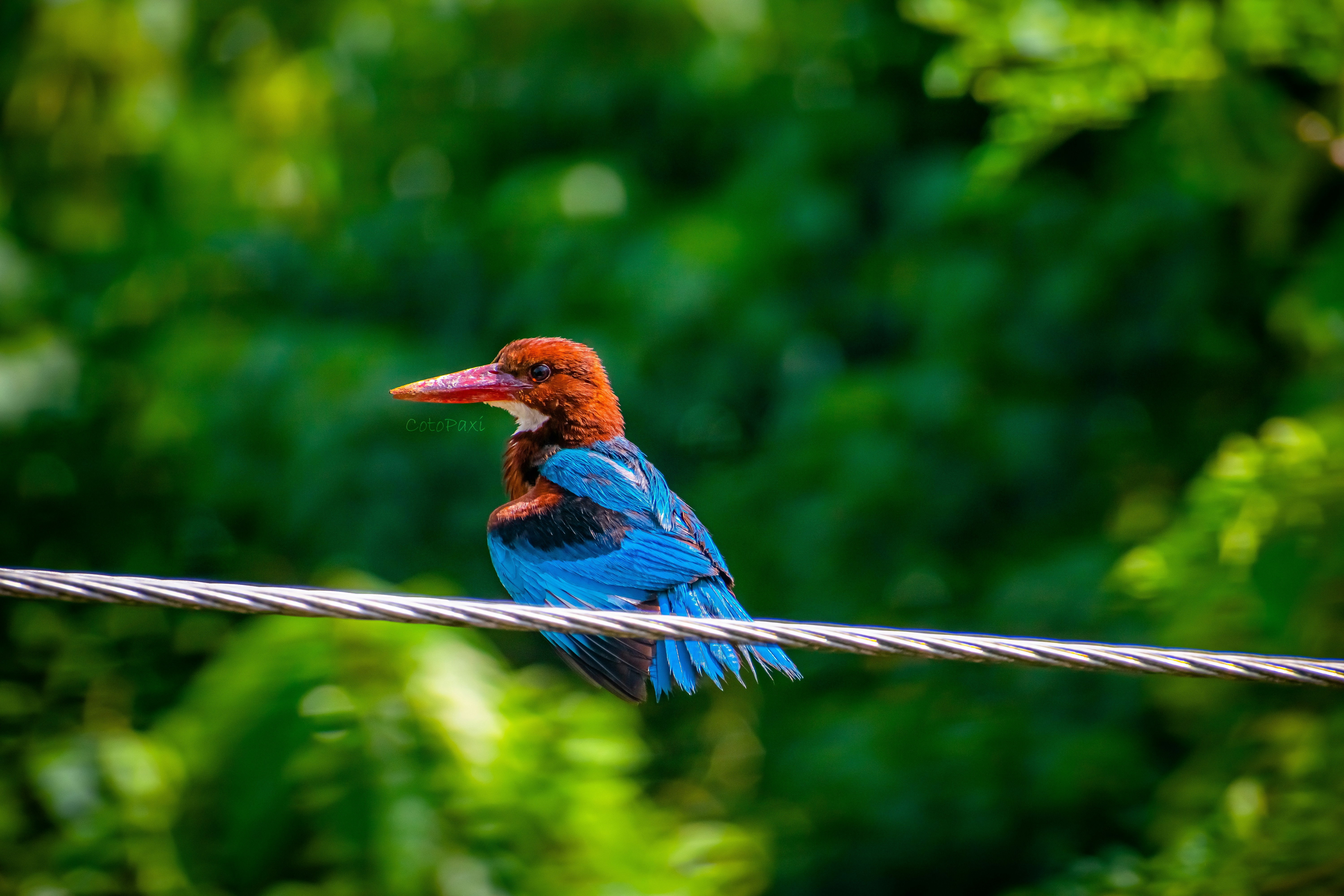 a colorful bird sitting on top of a power line