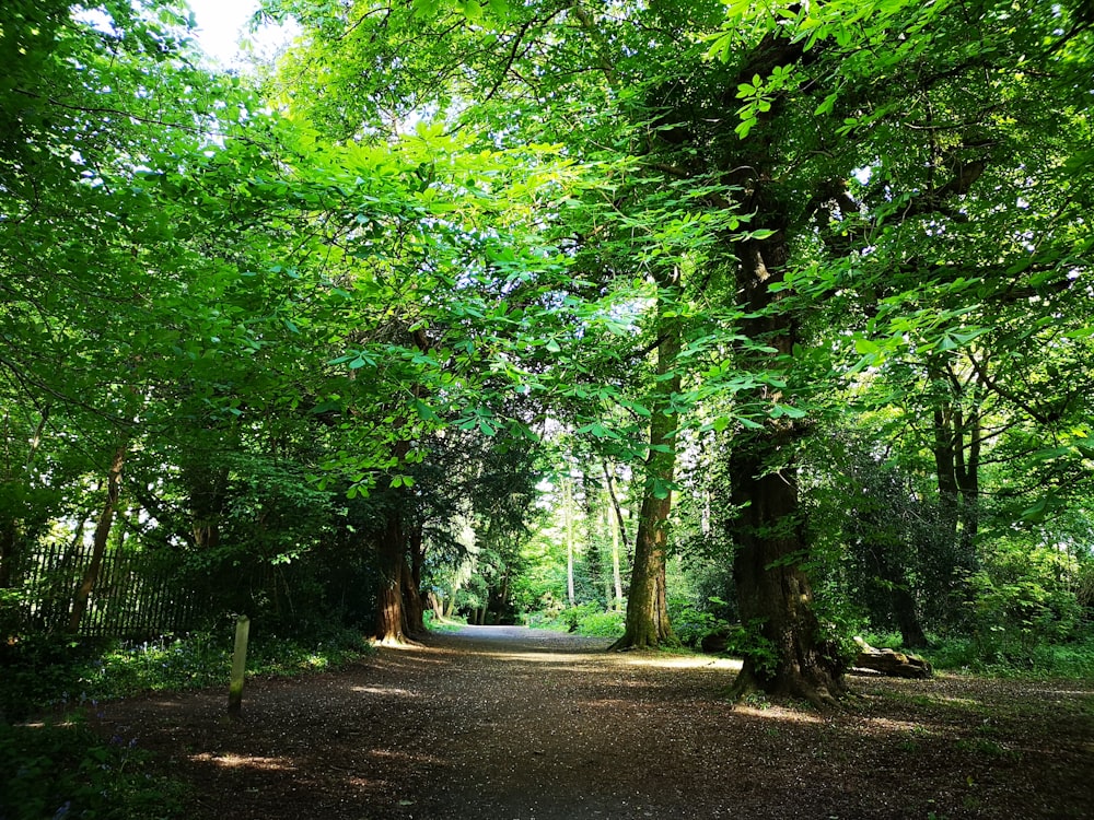 Una strada sterrata in mezzo a un bosco