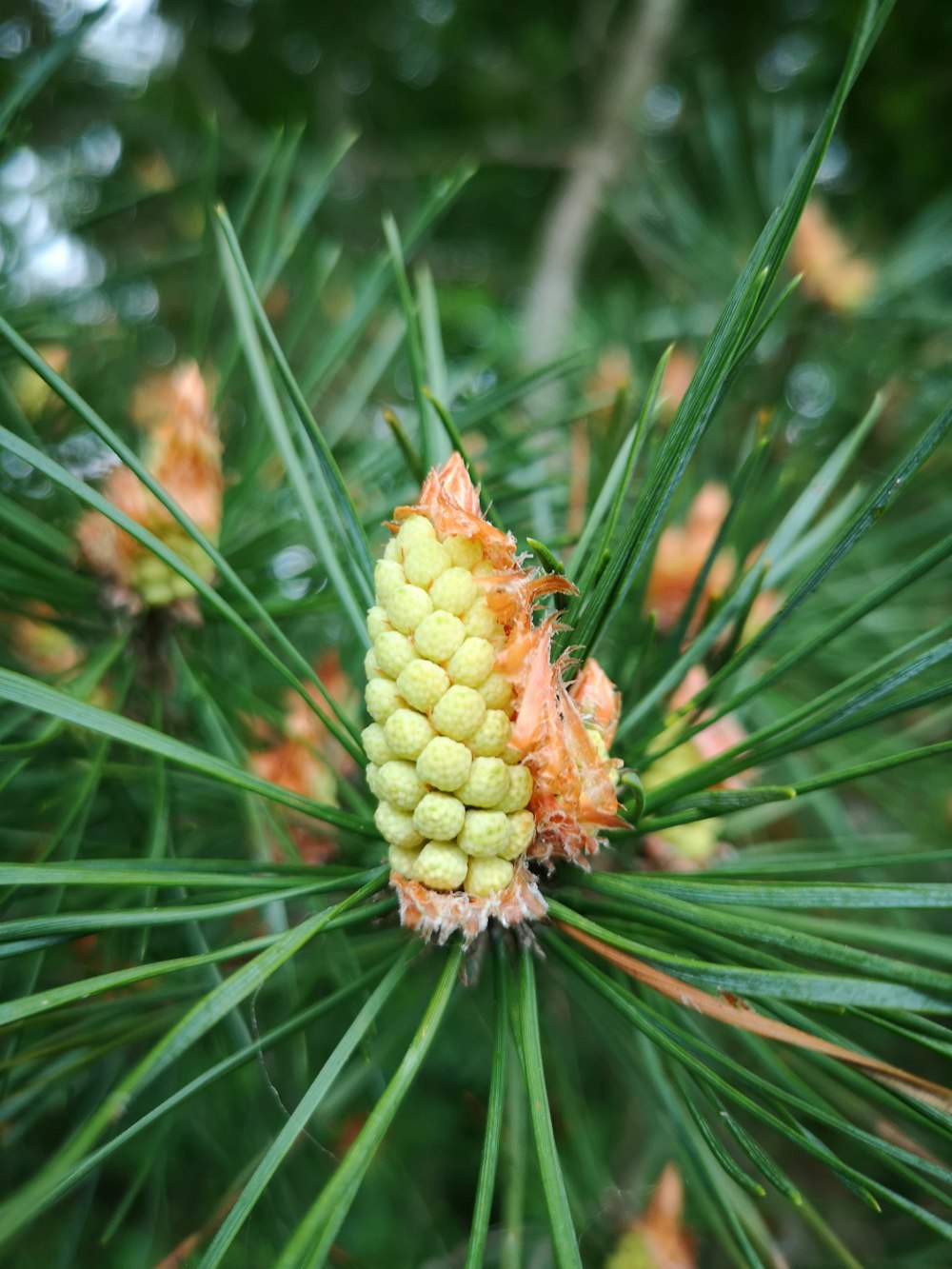 a close up of a pine cone on a tree