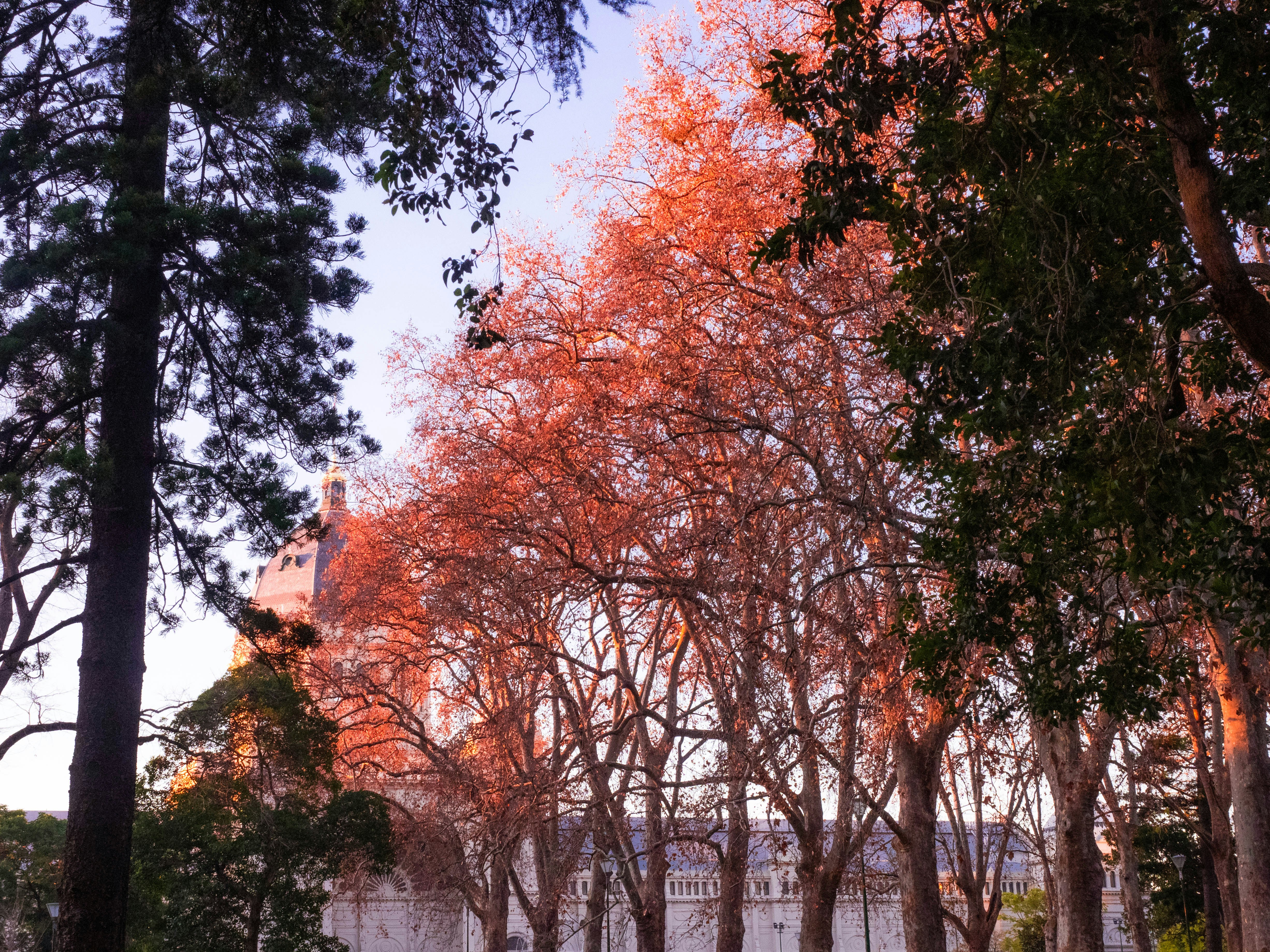 a park with trees and a building in the background