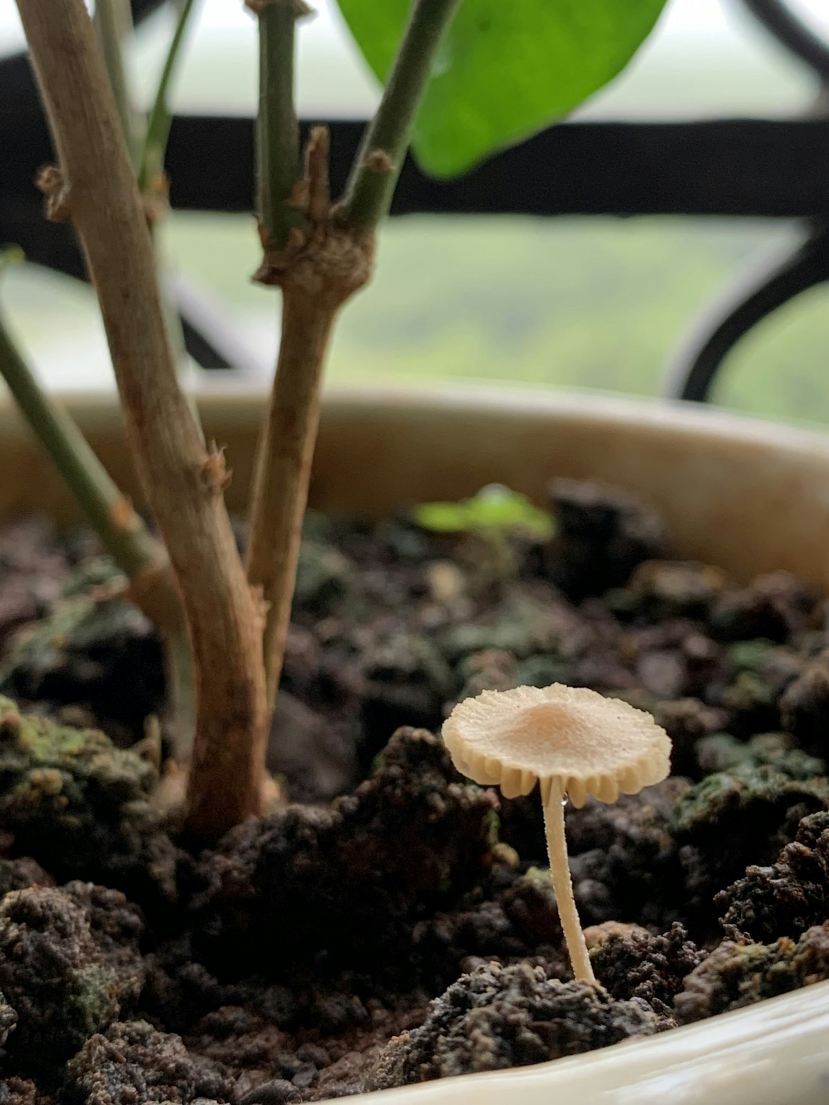 観葉植物の鉢にキノコが生える原因と対処法