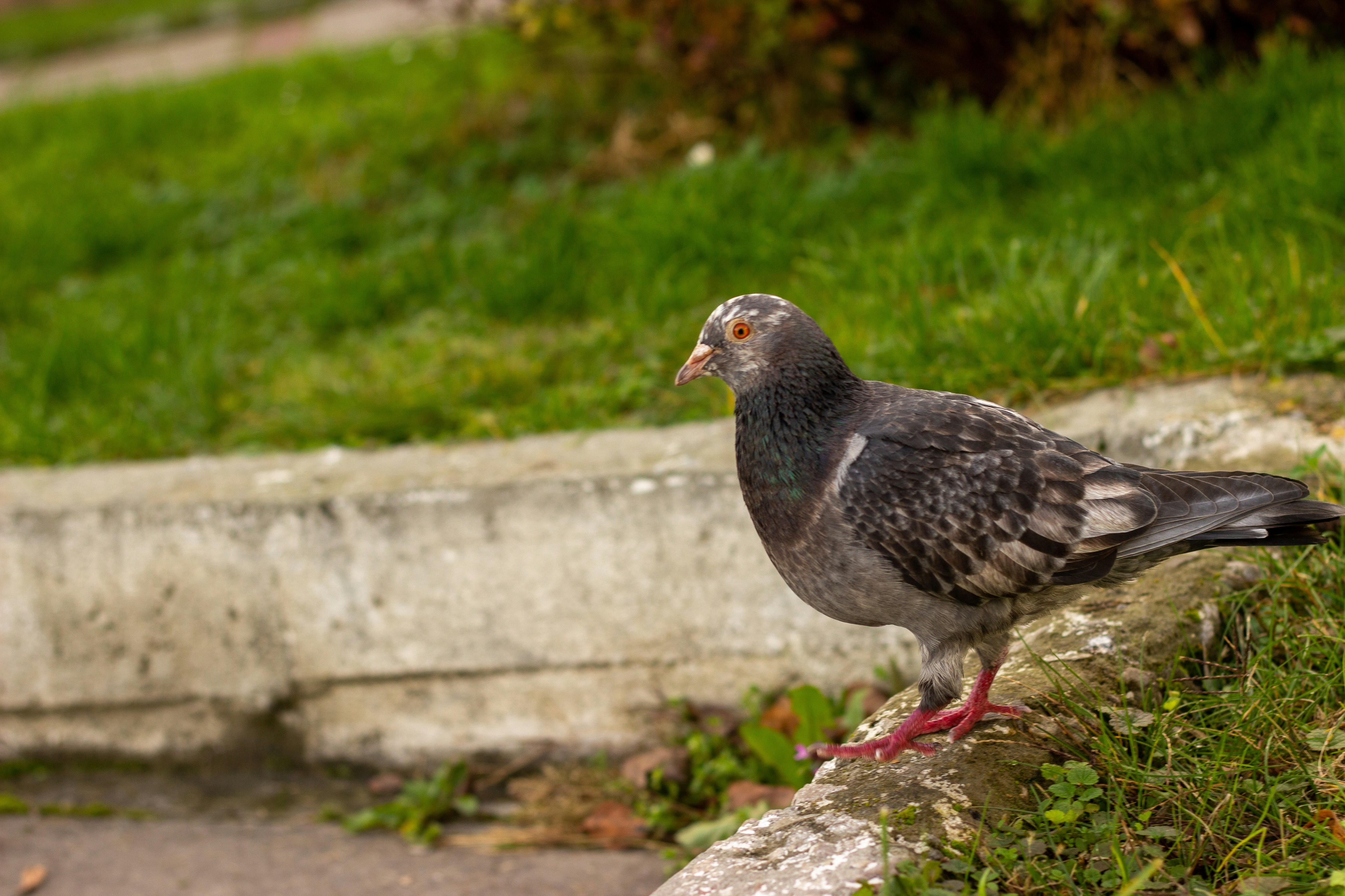 Photo by nocturnal_corvus