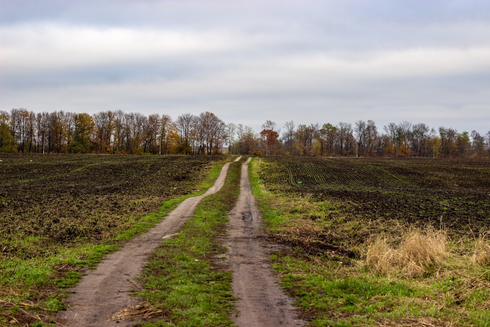 Una strada sterrata in mezzo a un campo