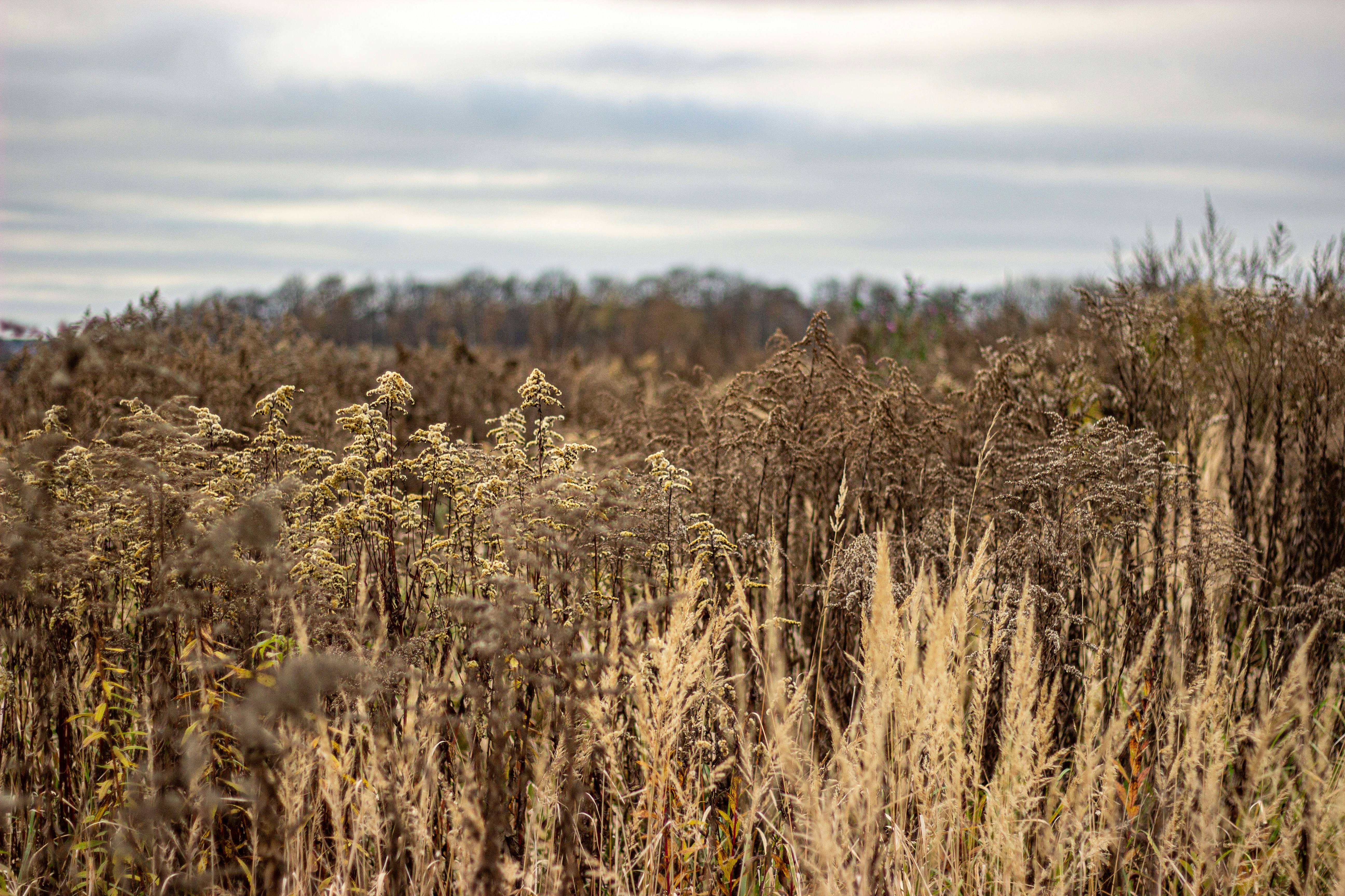 Photo by nocturnal_corvus