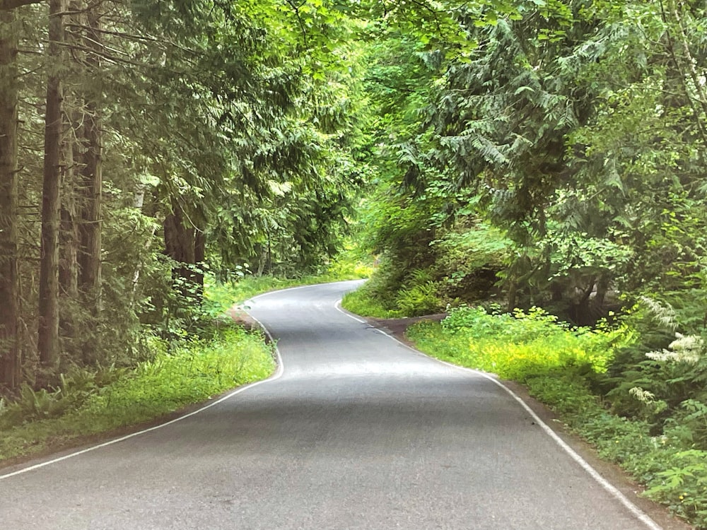 a curved road in the middle of a forest