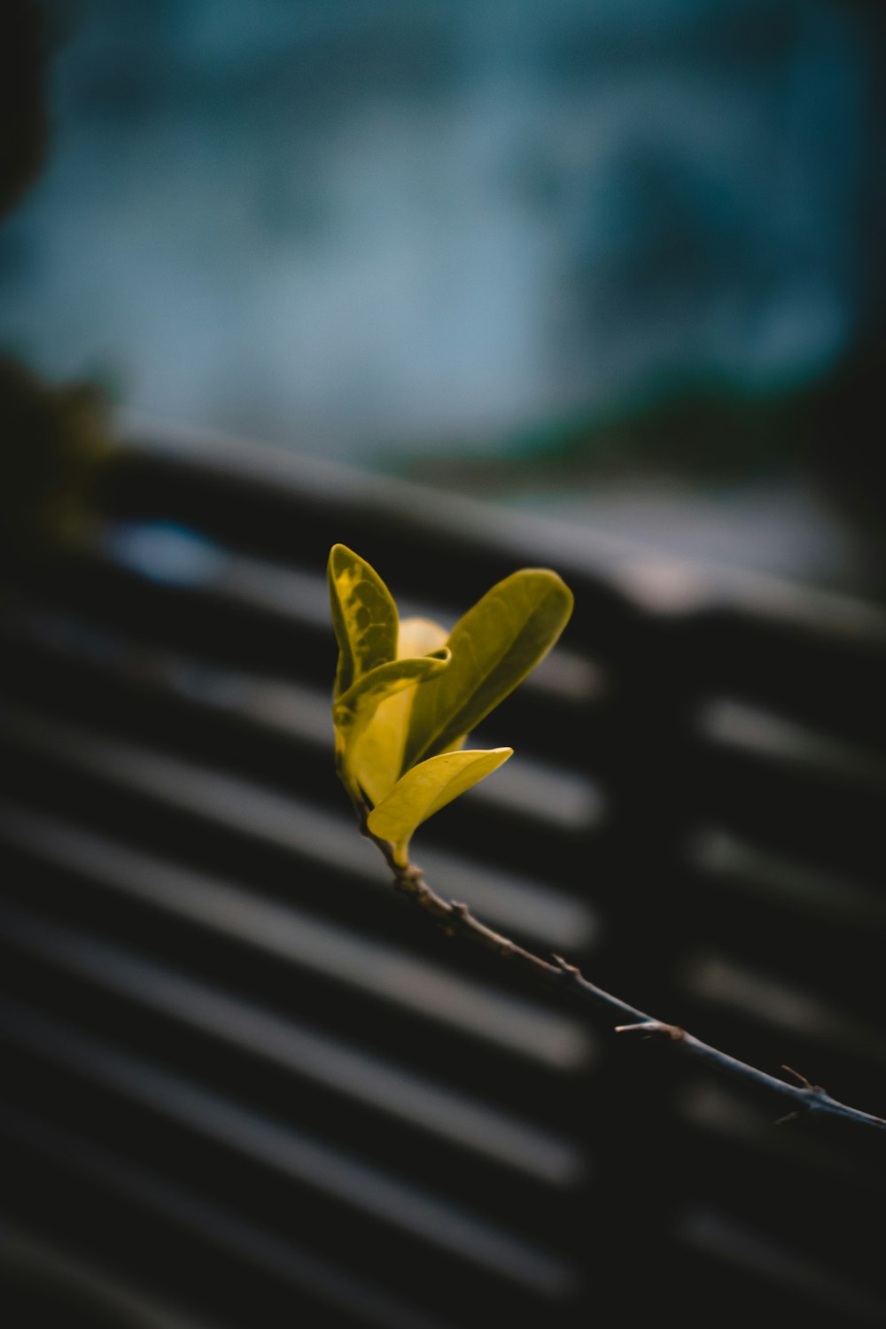 a single yellow flower on a thin twig