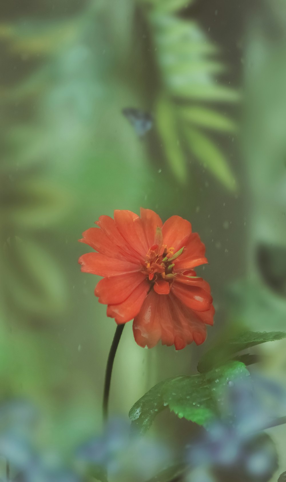 a red flower with green leaves in the background