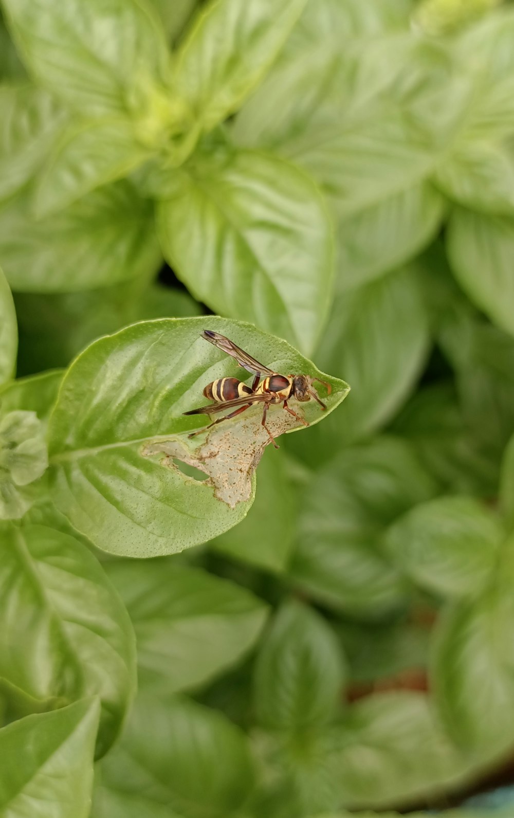 a bug sitting on top of a green leaf