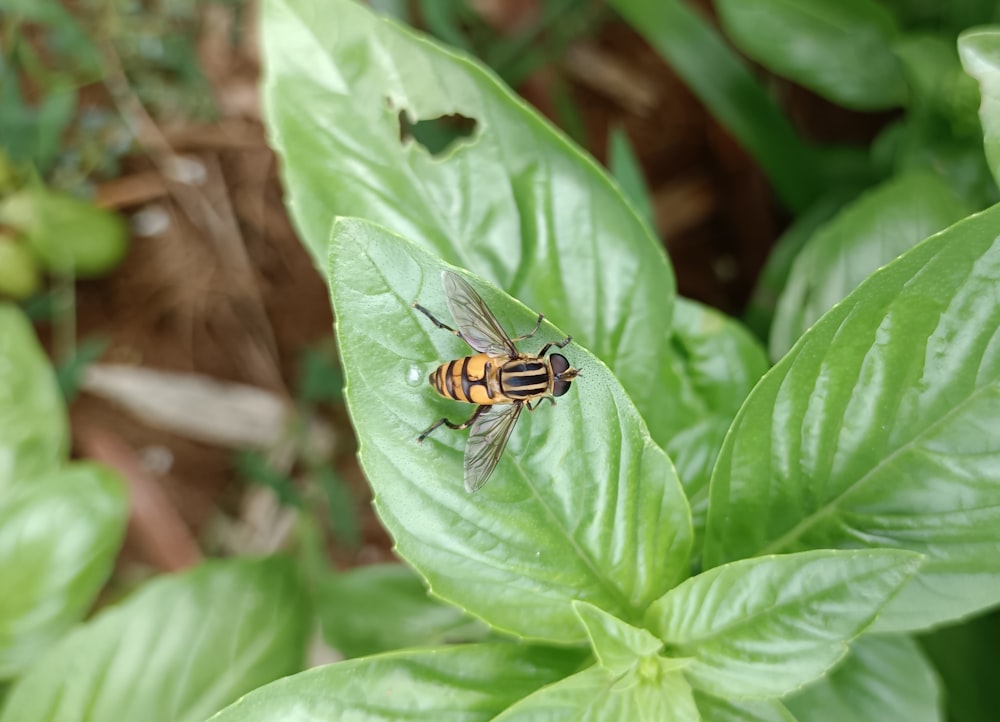 a bee sitting on top of a green leaf