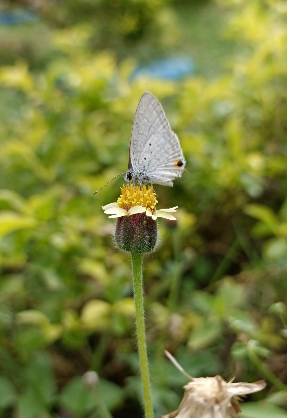 a white butterfly sitting on a yellow flower