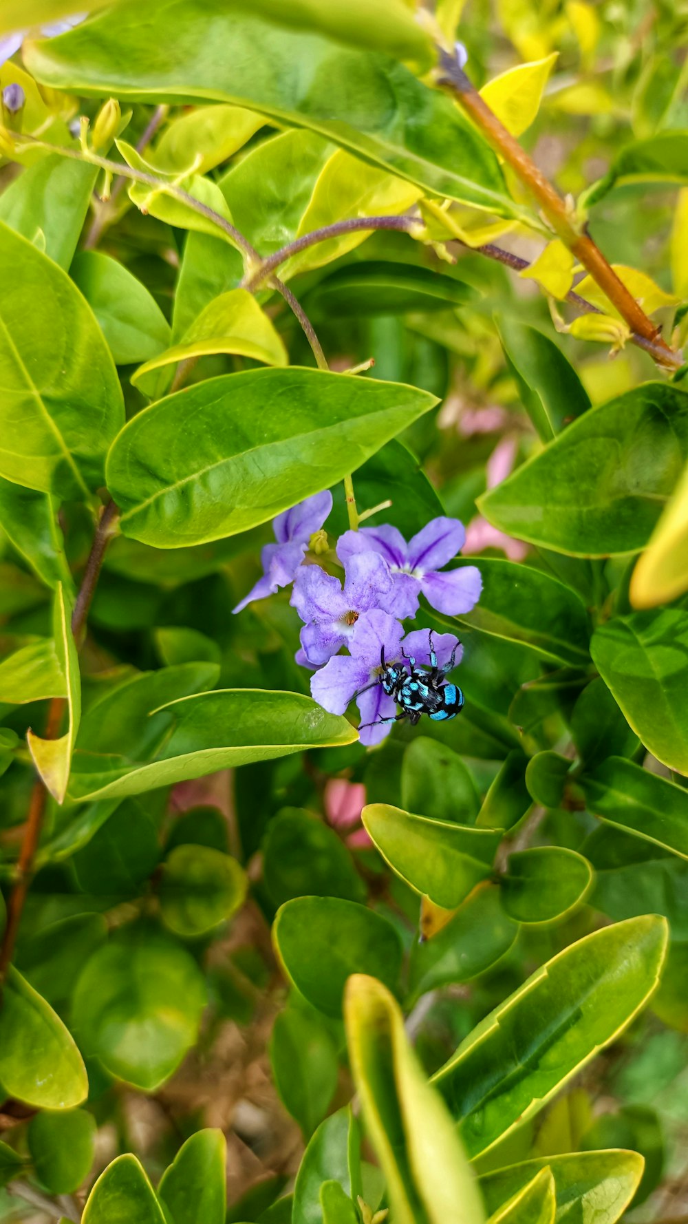a purple flower with a blue center surrounded by green leaves