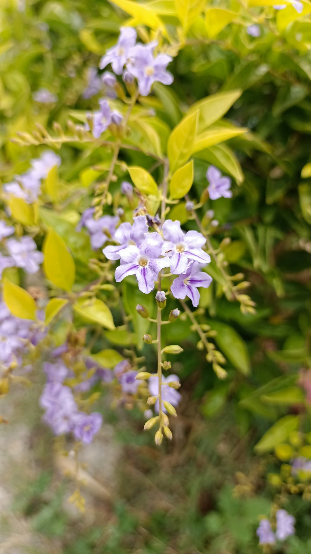 a bunch of purple flowers growing on a bush