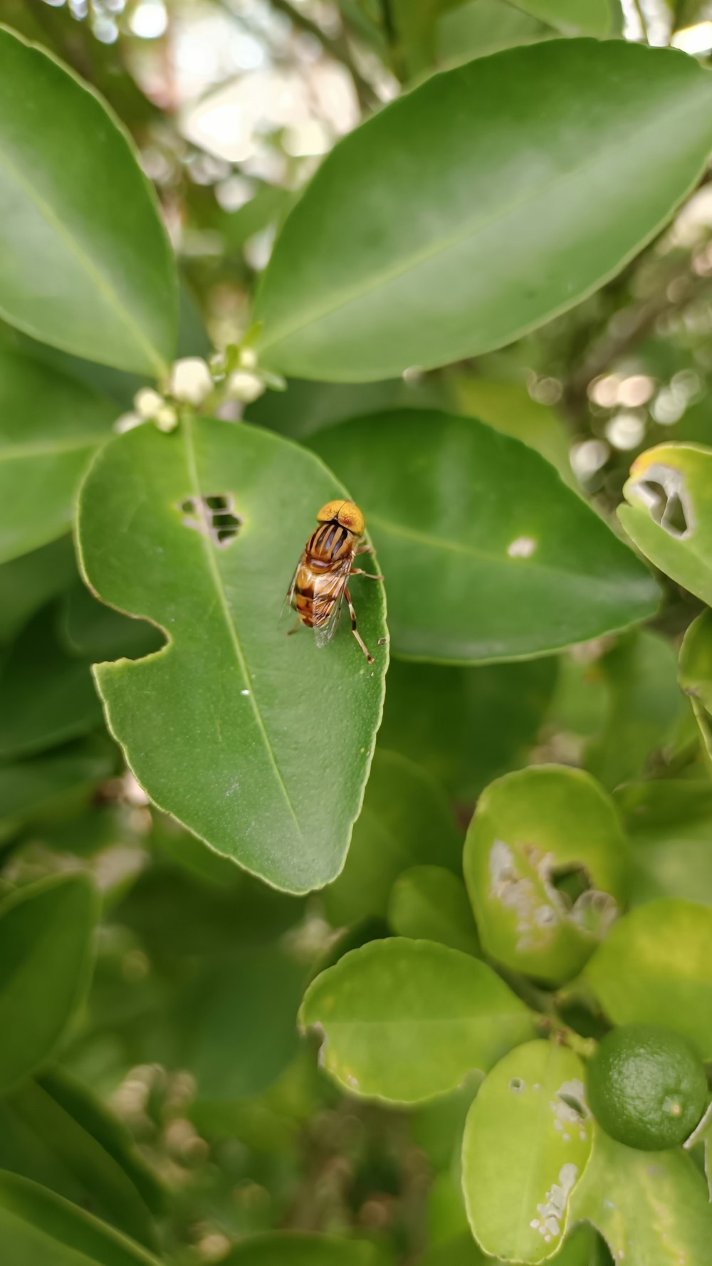 a bug sitting on top of a green leaf