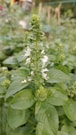 a green plant with white flowers in a garden