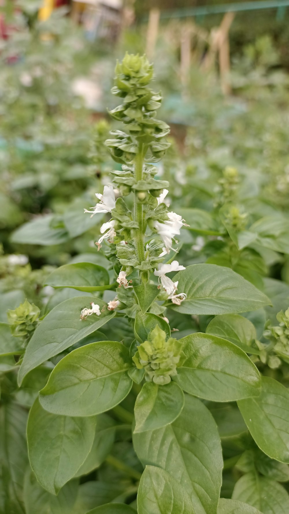 a green plant with white flowers in a garden