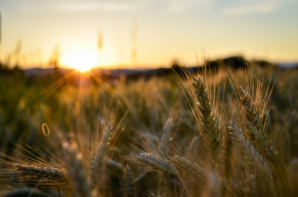 Campo de trigo marrón durante la puesta de sol