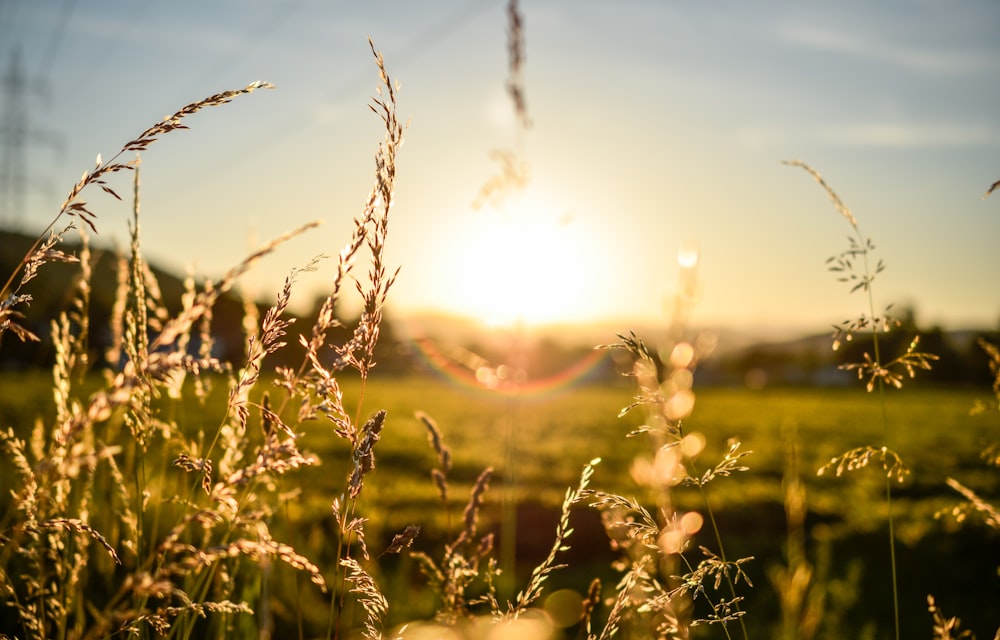 green grass field during sunset