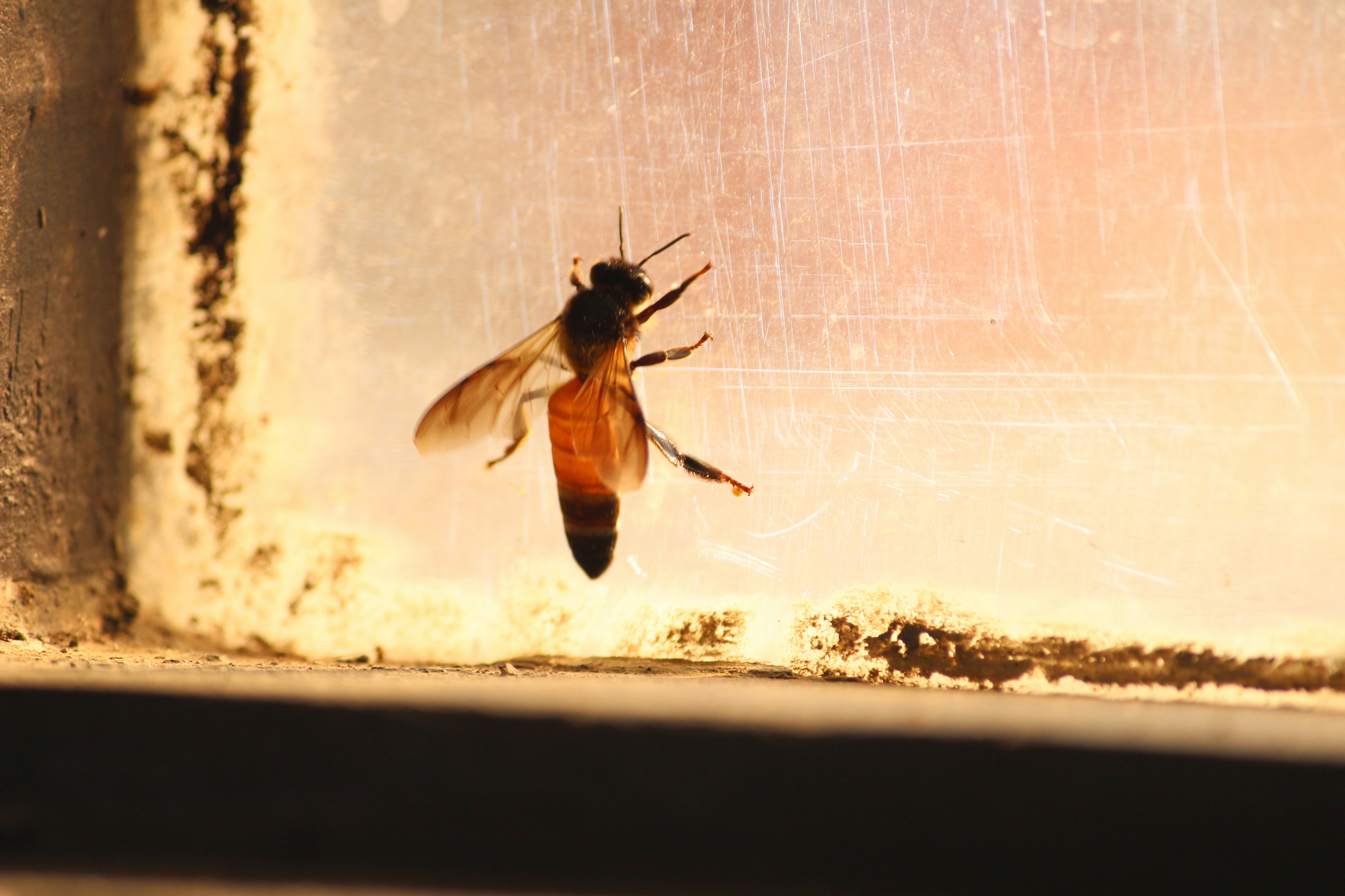 a close up of a bee on a window sill