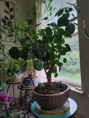 A large potted plant with lush green foliage is placed near a window, surrounded by other smaller plants on metal stands. Sunlight filters through the window blinds, casting gentle shadows in the room. The pot is placed on a decorative surface, and the room appears to be a cozy indoor garden space with ornamental and leafy plants.