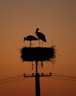 a couple of birds standing on top of a nest