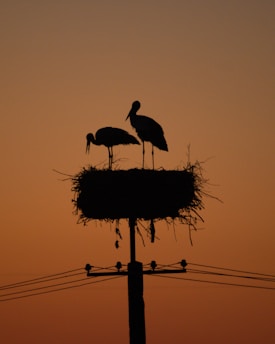 a couple of birds standing on top of a nest