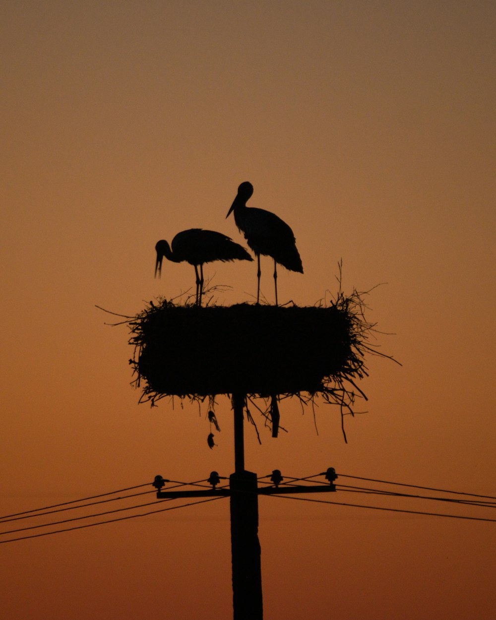 a couple of birds standing on top of a nest