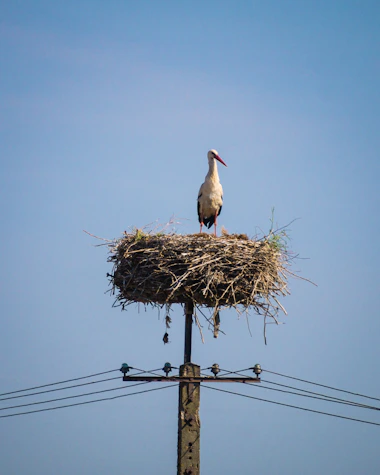 a stork sitting on top of a nest on top of a telephone pole