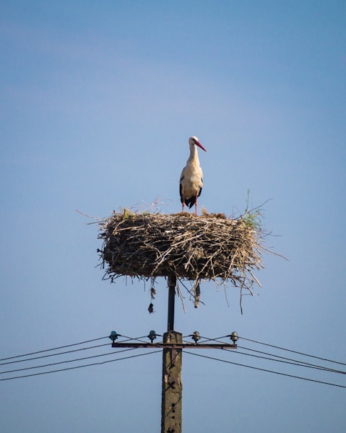 a stork sitting on top of a nest on top of a telephone pole