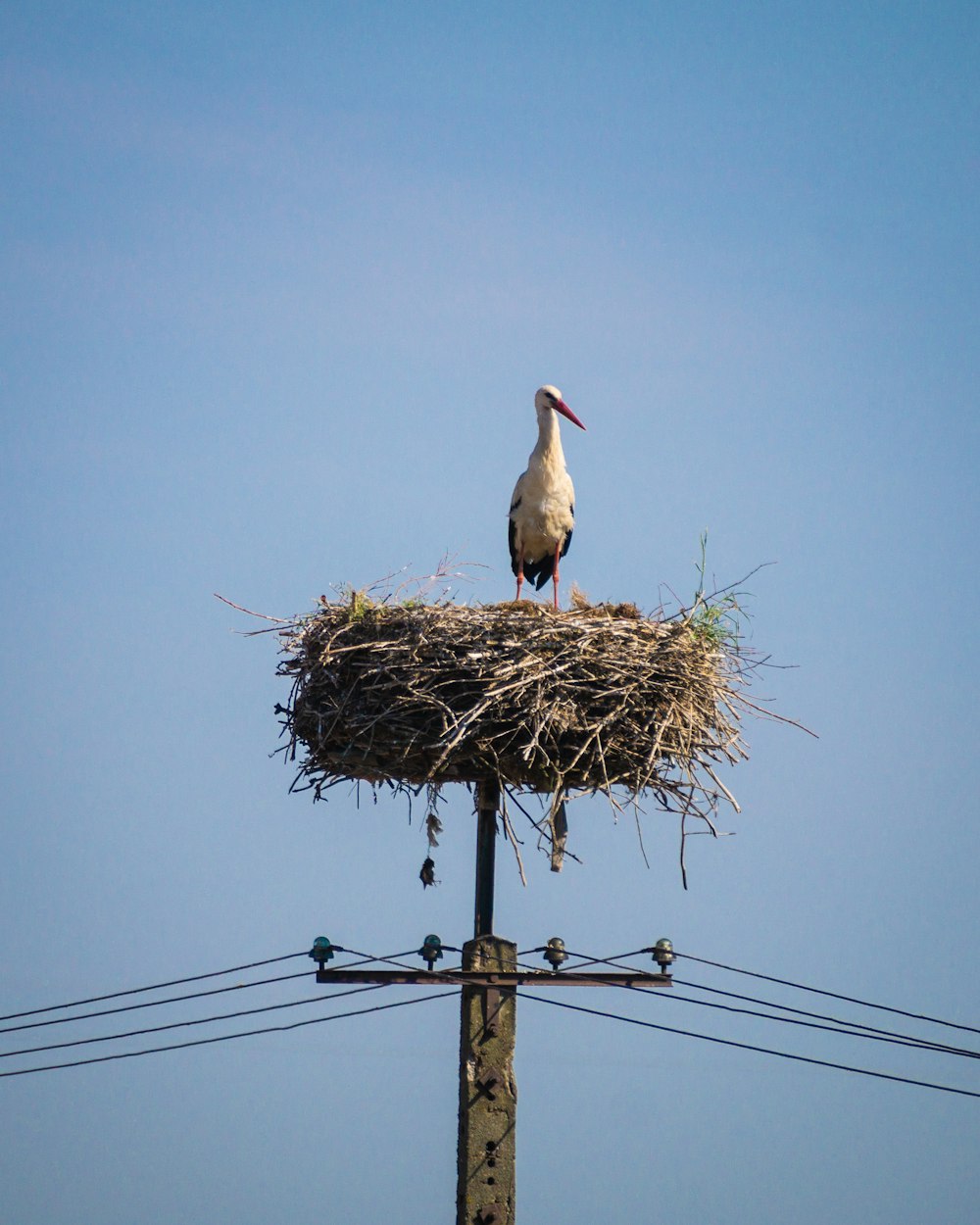a stork sitting on top of a nest on top of a telephone pole