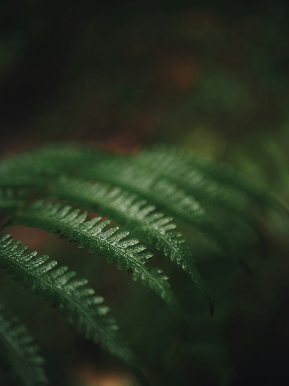 a close up of a green plant with lots of leaves