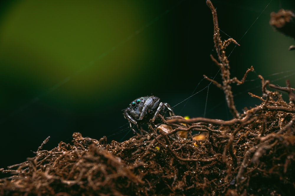 a bug sitting on top of a pile of dirt