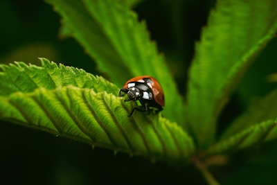 a lady bug sitting on top of a green leaf