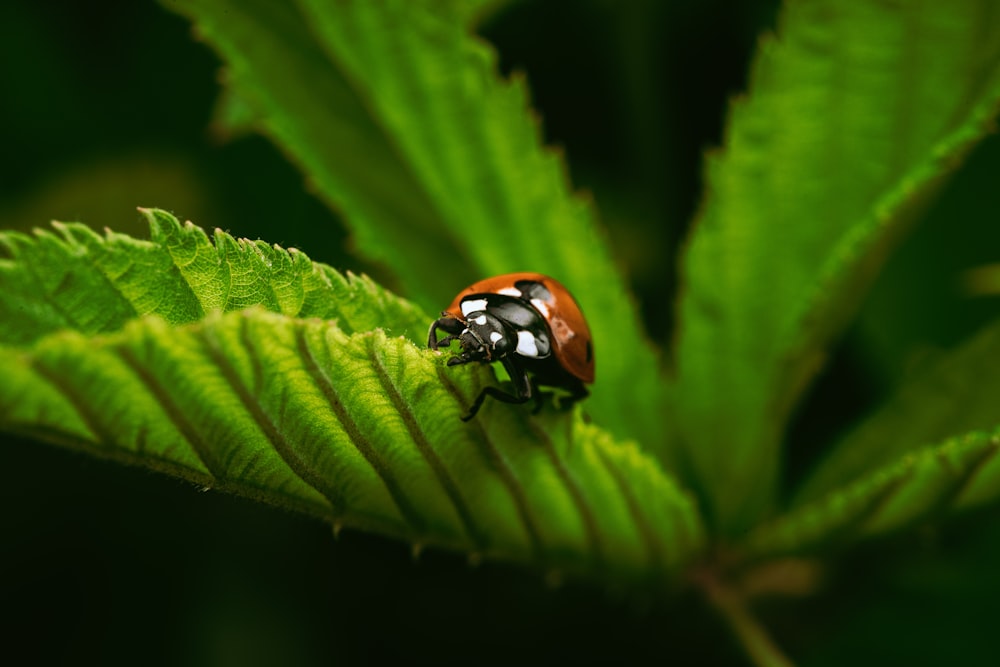 a lady bug sitting on top of a green leaf